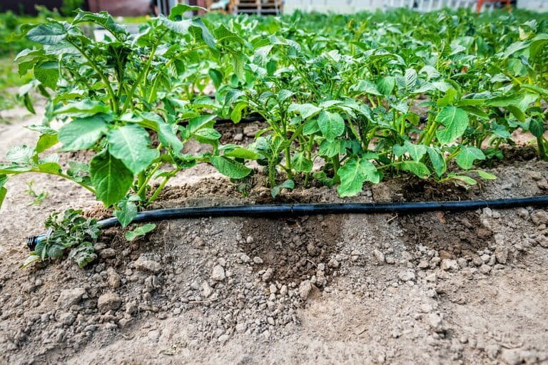 When to stop watering potatoes before harvest When to stop watering potatoes before harvest