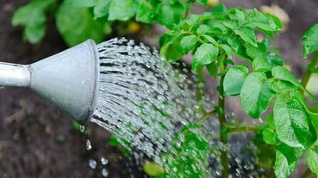 When to stop watering potatoes before harvest