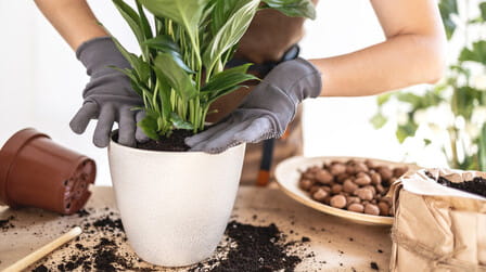 6 Best Potting Soil For Peace Lily of 2025