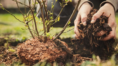 Best Mulch For Blueberries of 2025: Top 5 Picks Best Mulch For Blueberries of 2025: Top 5 Picks