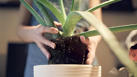 Best Potting Mix For Aloe Vera of 2025: Top 5 Picks