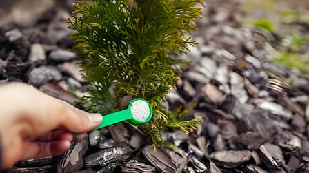 Best Fertilizer For Arborvitae of 2025: Top 6 Picks