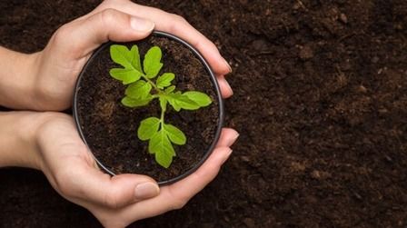 How To Choose The Best Potting Soil For Herbs? - Guide For Beginners