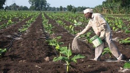 6 Best Fertilizers For Banana Trees of 2025