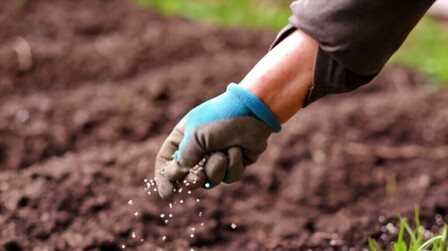 Best Fertilizer For Crepe Myrtles of 2025: Top 6 Picks