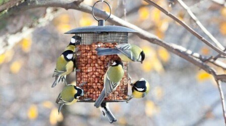 10 Best Bird Feeders For Winter of 2025