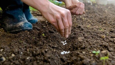 Best Fertilizer For Green Beans of 2025: Top 6 Picks