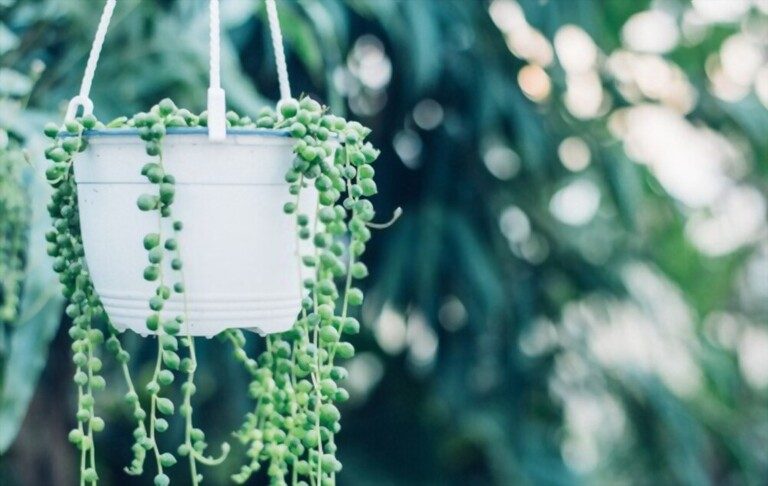 Low Maintenance Outdoor Hanging Plants for Full Sun Low Maintenance Outdoor Hanging Plants for Full Sun