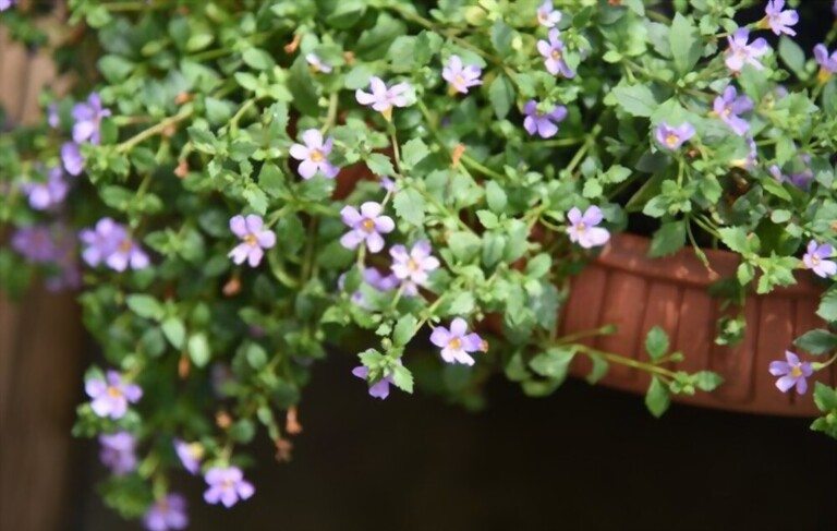 Low Maintenance Outdoor Hanging Plants for Full Sun Low Maintenance Outdoor Hanging Plants for Full Sun
