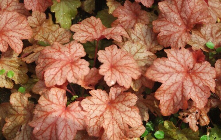 Low Maintenance Outdoor Hanging Plants for Full Sun Low Maintenance Outdoor Hanging Plants for Full Sun
