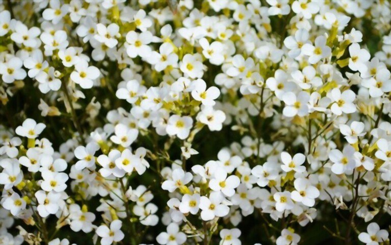 Low Maintenance Outdoor Hanging Plants for Full Sun Low Maintenance Outdoor Hanging Plants for Full Sun