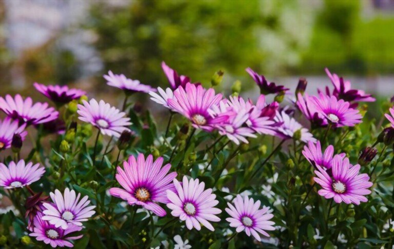 Low Maintenance Outdoor Hanging Plants for Full Sun Low Maintenance Outdoor Hanging Plants for Full Sun