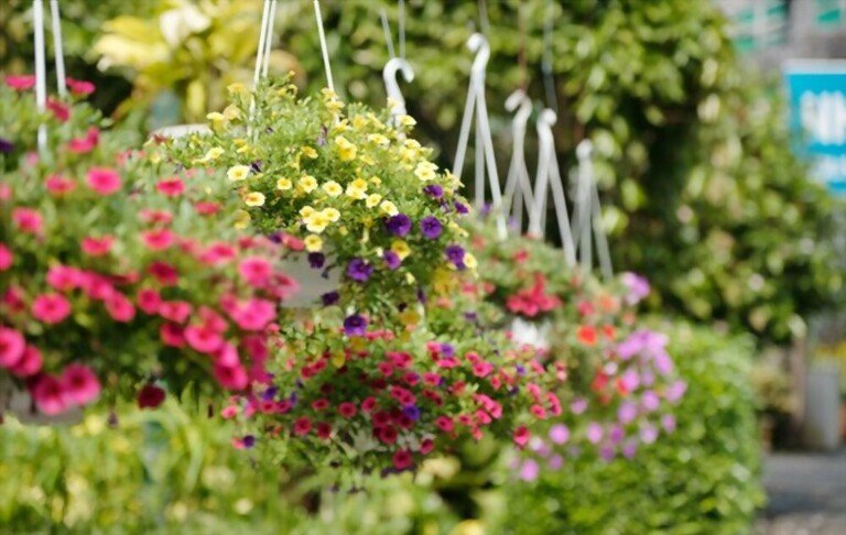 Low Maintenance Outdoor Hanging Plants for Full Sun Low Maintenance Outdoor Hanging Plants for Full Sun