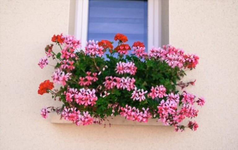 Low Maintenance Outdoor Hanging Plants for Full Sun Low Maintenance Outdoor Hanging Plants for Full Sun