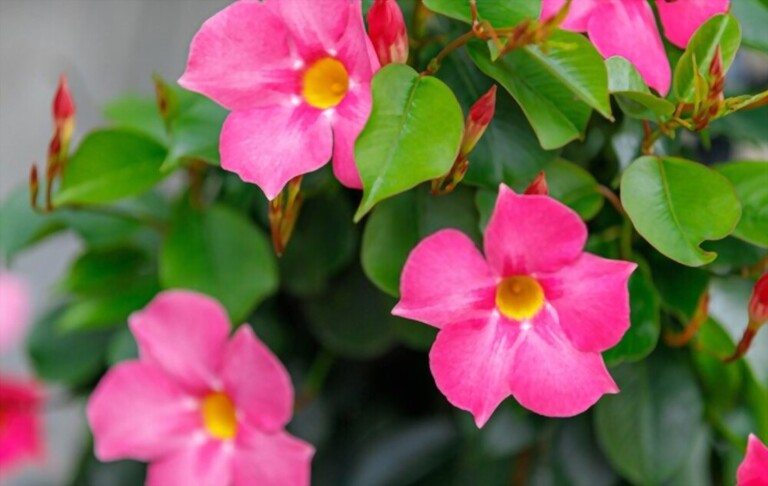 Low Maintenance Outdoor Hanging Plants for Full Sun Low Maintenance Outdoor Hanging Plants for Full Sun