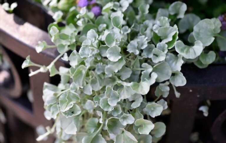 Low Maintenance Outdoor Hanging Plants for Full Sun Low Maintenance Outdoor Hanging Plants for Full Sun