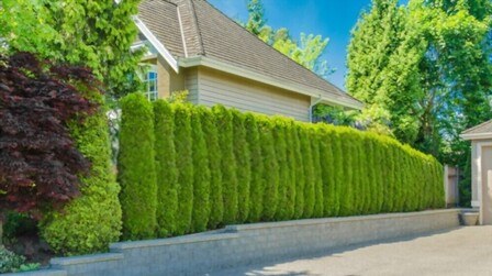 Evergreen Plants For Privacy From Neighbors