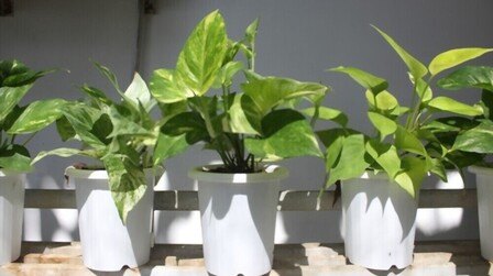 Low Maintenance Outdoor Hanging Plants for Full Sun