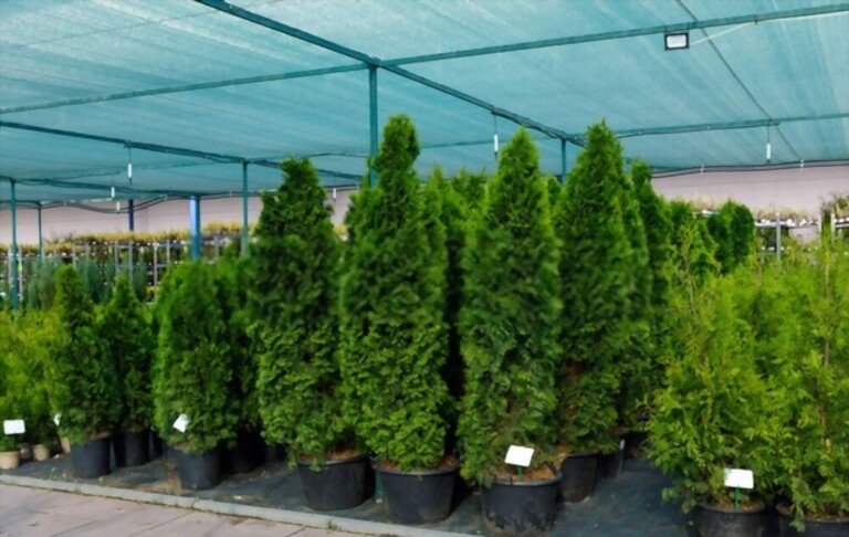 Tall Plants In Pots For Privacy Tall Plants In Pots For Privacy