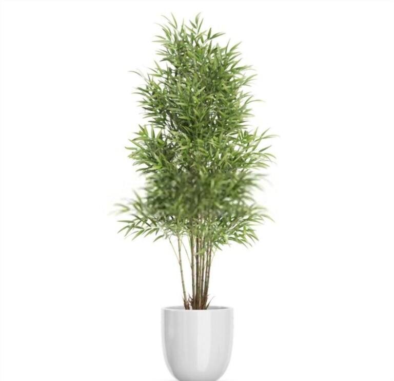 Tall Plants In Pots For Privacy Tall Plants In Pots For Privacy