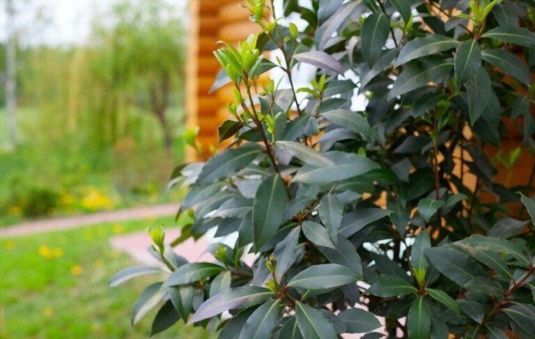 Tall Plants In Pots For Privacy Tall Plants In Pots For Privacy