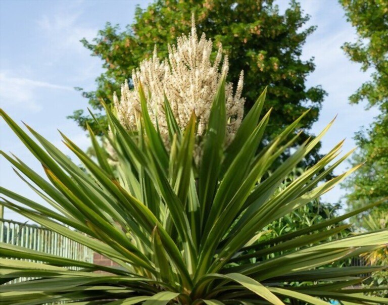 Tall Plants In Pots For Privacy Tall Plants In Pots For Privacy