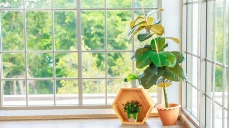 Tall Plants In Pots For Privacy