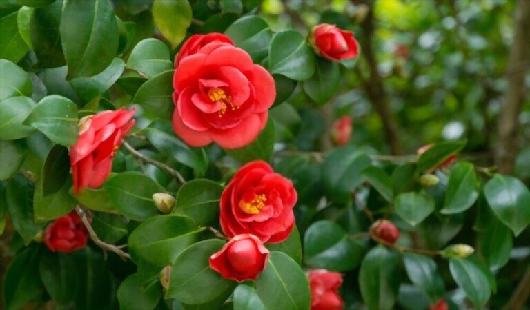 Small Shrubs For Part Shade Small Shrubs For Part Shade