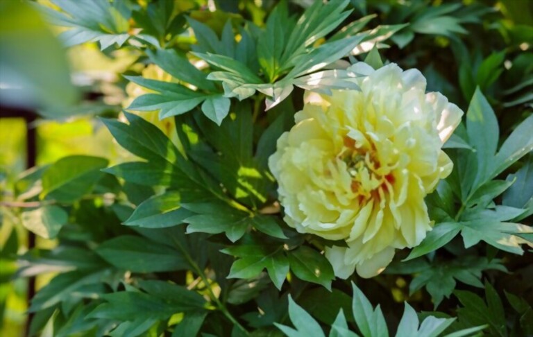 Small Shrubs For Part Shade Small Shrubs For Part Shade