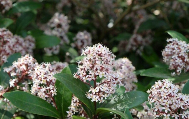 Small Shrubs For Part Shade Small Shrubs For Part Shade
