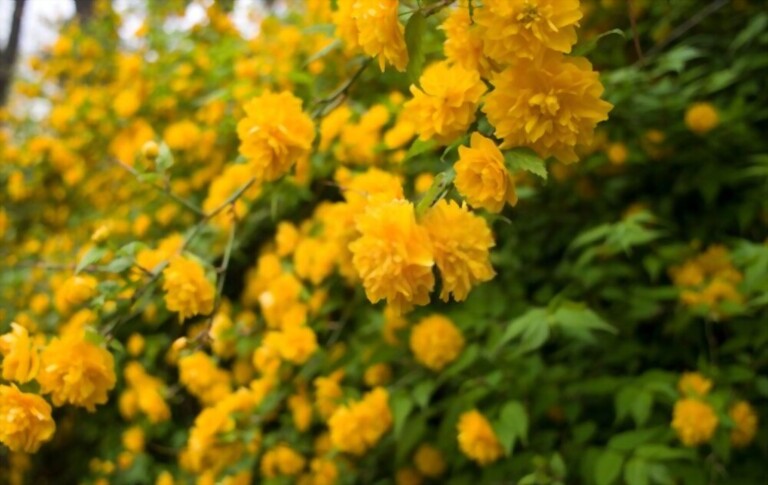 Small Shrubs For Part Shade Small Shrubs For Part Shade