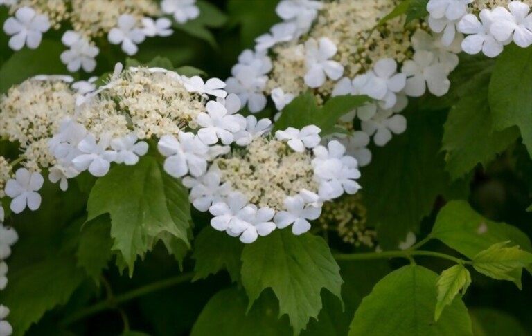 Small Shrubs For Part Shade Small Shrubs For Part Shade