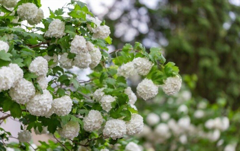 Small Shrubs For Part Shade Small Shrubs For Part Shade