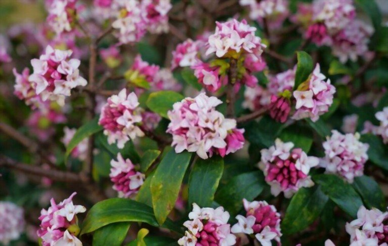 Small Shrubs For Part Shade Small Shrubs For Part Shade