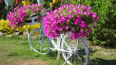 Plants For Large Pots In Sun