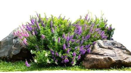 Small Shrubs For Part Shade