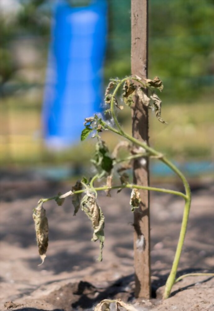 Cherry Tomato Plant Spacing - How Far Apart To Plant Cherry Tomatoes Cherry Tomato Plant Spacing - How Far Apart To Plant Cherry Tomatoes