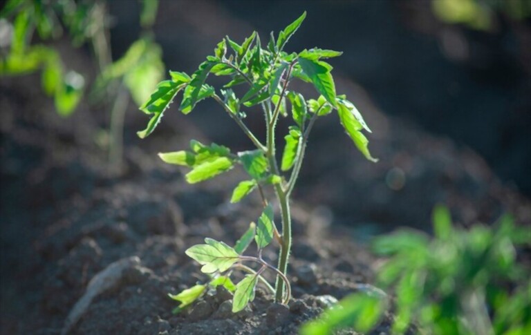 Cherry Tomato Plant Spacing - How Far Apart To Plant Cherry Tomatoes Cherry Tomato Plant Spacing - How Far Apart To Plant Cherry Tomatoes