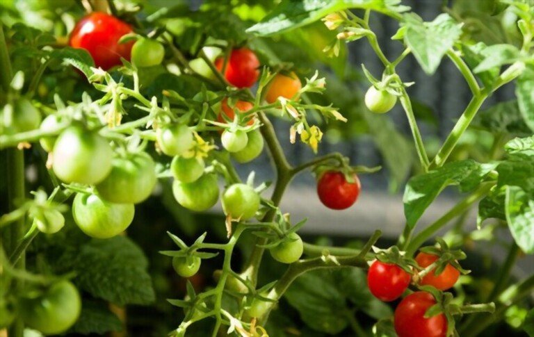 Cherry Tomato Plant Spacing - How Far Apart To Plant Cherry Tomatoes Cherry Tomato Plant Spacing - How Far Apart To Plant Cherry Tomatoes