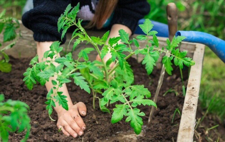 Cherry Tomato Plant Spacing - How Far Apart To Plant Cherry Tomatoes Cherry Tomato Plant Spacing - How Far Apart To Plant Cherry Tomatoes
