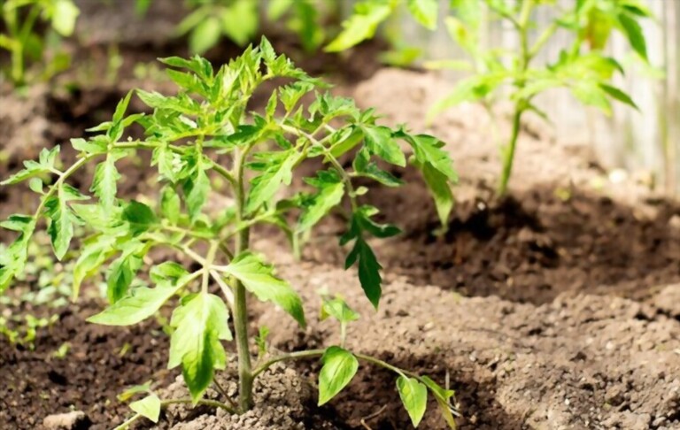 Cherry Tomato Plant Spacing - How Far Apart To Plant Cherry Tomatoes Cherry Tomato Plant Spacing - How Far Apart To Plant Cherry Tomatoes