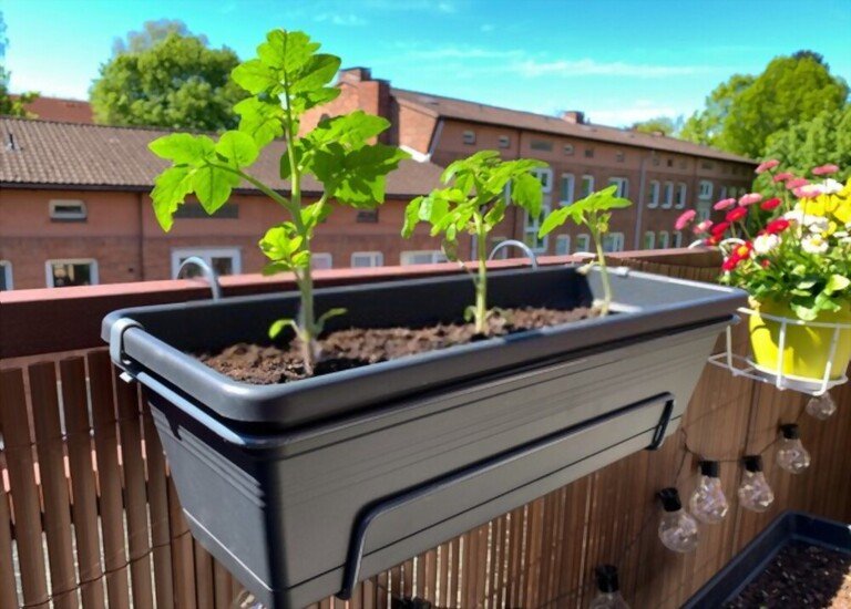 Cherry Tomato Plant Spacing - How Far Apart To Plant Cherry Tomatoes Cherry Tomato Plant Spacing - How Far Apart To Plant Cherry Tomatoes