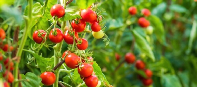 Cherry Tomato Plant Spacing - How Far Apart To Plant Cherry Tomatoes Cherry Tomato Plant Spacing - How Far Apart To Plant Cherry Tomatoes