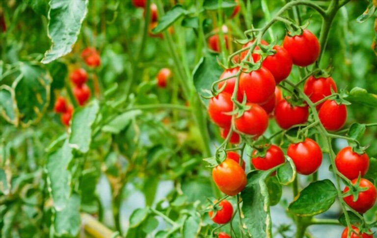 Cherry Tomato Plant Spacing - How Far Apart To Plant Cherry Tomatoes Cherry Tomato Plant Spacing - How Far Apart To Plant Cherry Tomatoes