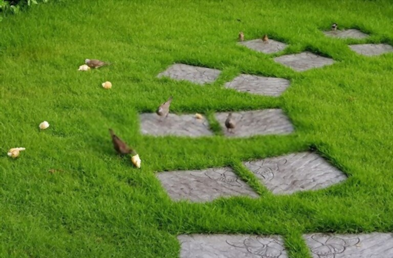 What To Feed Birds From The Kitchen What To Feed Birds From The Kitchen