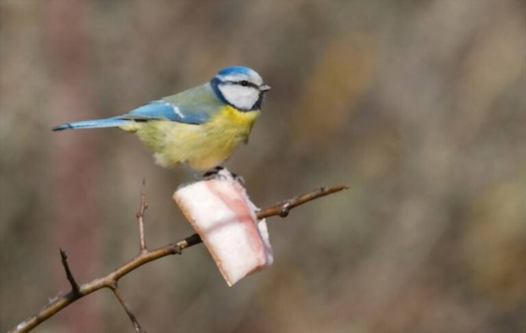 What To Feed Birds From The Kitchen What To Feed Birds From The Kitchen