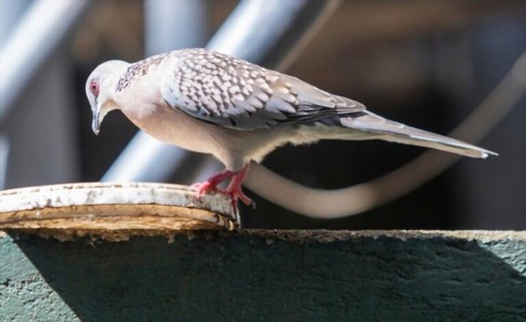 What To Feed Birds From The Kitchen What To Feed Birds From The Kitchen