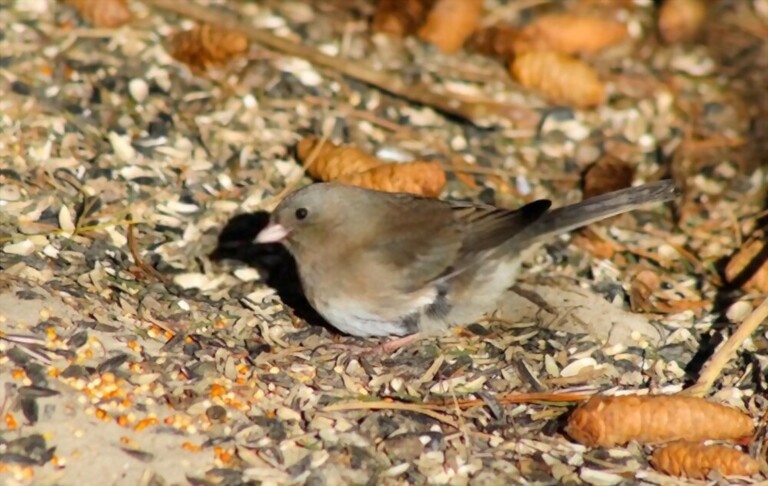What To Feed Birds From The Kitchen What To Feed Birds From The Kitchen