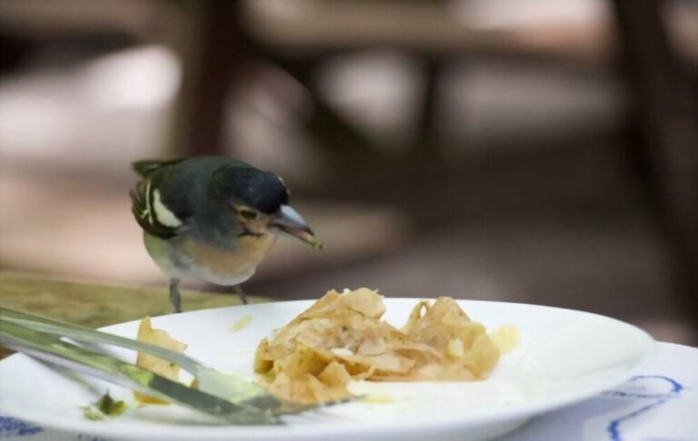 What To Feed Birds From The Kitchen What To Feed Birds From The Kitchen
