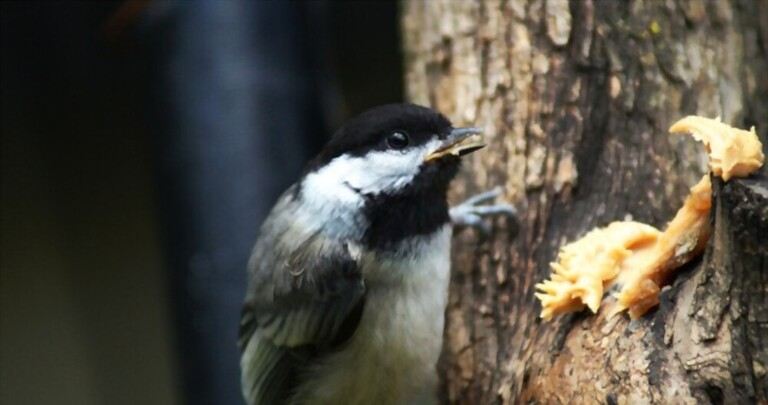 What To Feed Birds From The Kitchen What To Feed Birds From The Kitchen